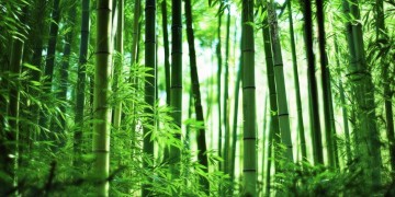叫什么熊猫的手游有哪些呢？